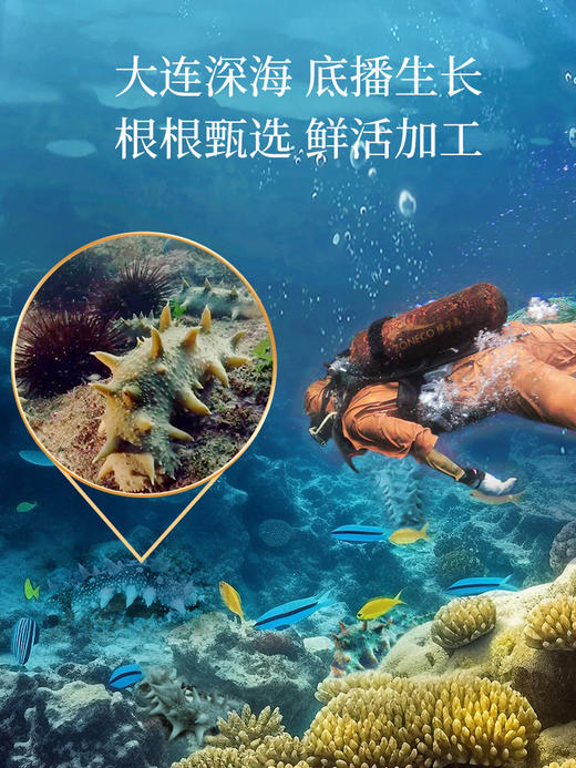 [獐子岛] 净制淡干海参 纵山海 (90g/盒、100g/盒) 商品图5