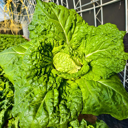 密农人家 橘黄心娃娃菜  农家青菜 新鲜蔬菜 菜心橘黄 脆嫩清甜 商品图6