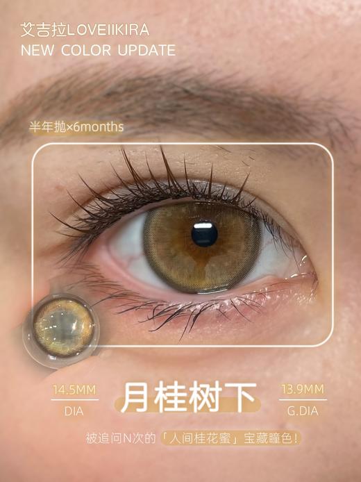 loveiikira半年抛  月桂树下 14.5mm 棕 0-1000 商品图5