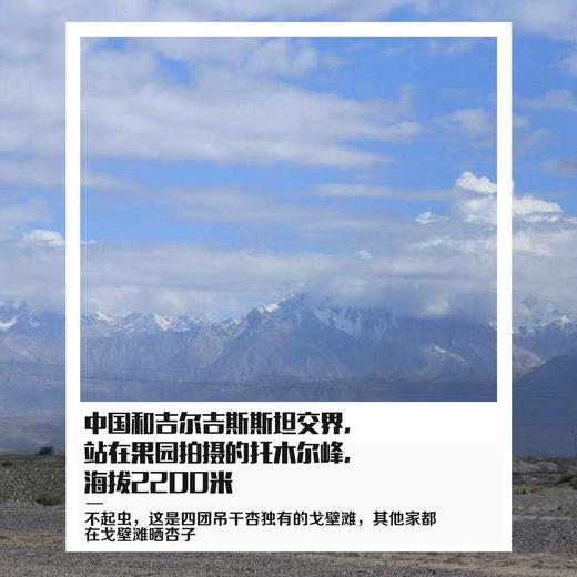 【2025年】大吊红杏001四团吊干杏 商品图3