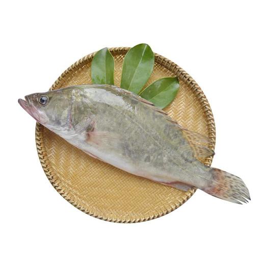 普通桂鱼 约400-500g/条 商品图2