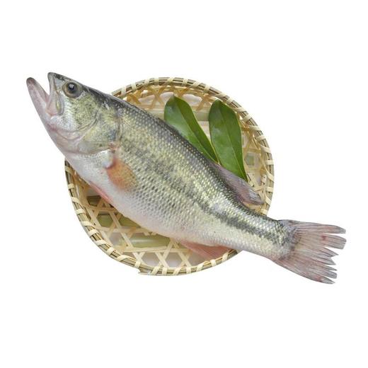 普通鲈鱼  约400-500g/条 商品图1