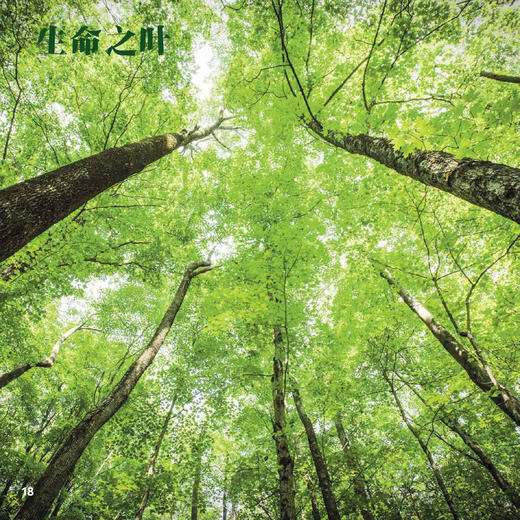 《绿色星球》（全5册） 商品图9