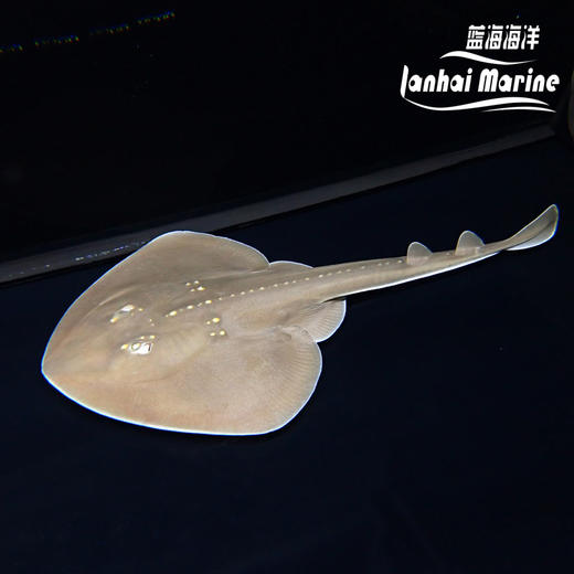 团扇鳐 商品图1