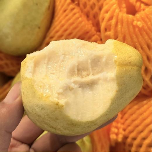 老树奶油芭乐【4斤】~皮奶白色/淡黄色，果肉软糯，清甜口，冰淇淋一样的口感，浓烈的芭乐香，减肥三高人士首选！ 商品图3