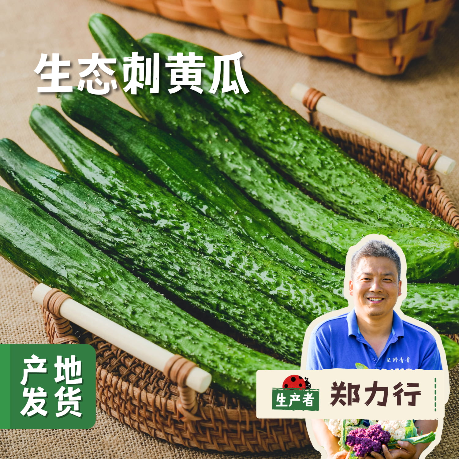 生态刺黄瓜 3斤 | 合作农友生产，来自陕西咸阳，生产农人：沃野青青郑力行 *【公平贸易农人定价】