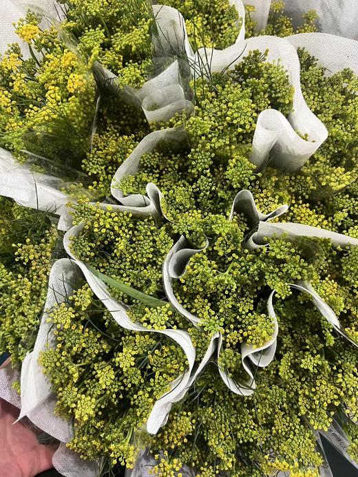 茴香花一扎 商品图2