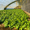 密农人家 橘黄心娃娃菜  农家青菜 新鲜蔬菜 菜心橘黄 脆嫩清甜 商品缩略图1
