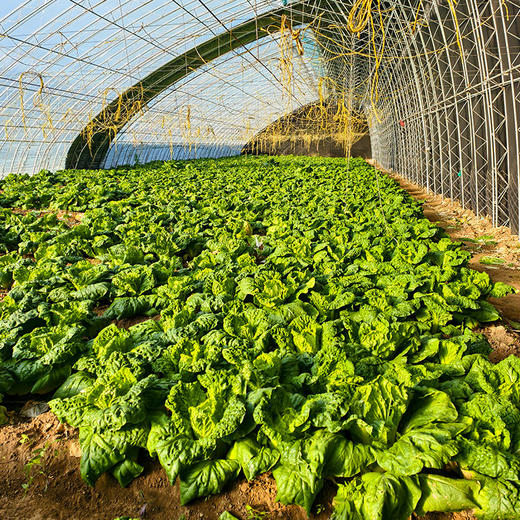 密农人家 橘黄心娃娃菜  农家青菜 新鲜蔬菜 菜心橘黄 脆嫩清甜 商品图1