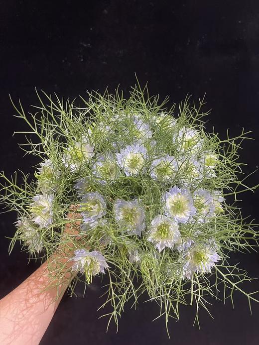 日本进口小众花材黑种草1扎 商品图4