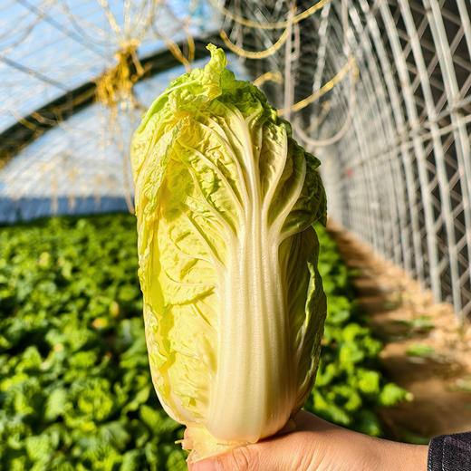 密农人家 橘黄心娃娃菜  农家青菜 新鲜蔬菜 菜心橘黄 脆嫩清甜 商品图4