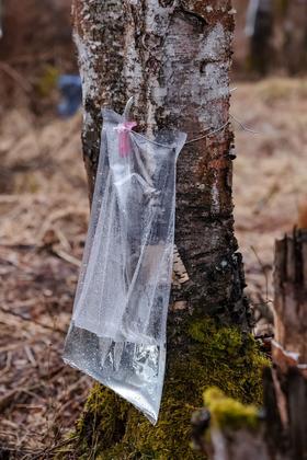 伊春白桦树汁 配料只有白桦树汁 一瓶喝进60多种天然营养精华 营养师私藏的 “液体黄金”基地直邮