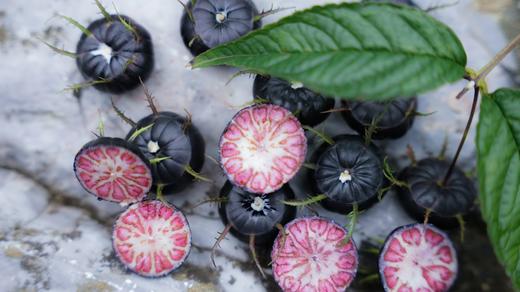 【云南野地红果参*大黑果】口感期的大黑果，精选27mm+的顶果王！ 来自云南的秘境女神果！顺丰直发❗️ “顶流野果”！ 商品图0