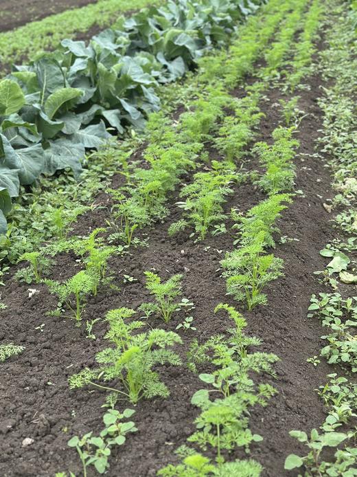 【现包3天左右发货】【奕虹私家小厨房】自有生态农场，新鲜采摘 面皮顺滑、劲道、馅料鲜香本味，0添加自然调味 20克*15/盒 商品图9