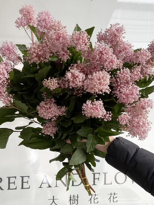 国产花材-【澳洲茶】 商品图0