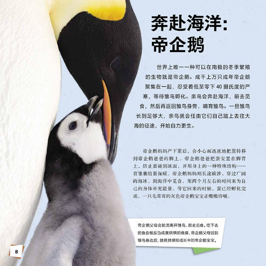 《冰冻星球Ⅱ》（全6册） 商品图7