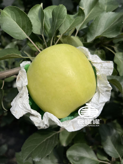 瑞雪苹果 一口吃出百花香 一款可以超越王林苹果  遇见瑞雪 兆丰年 喜事连连！ YD5370273 商品图4