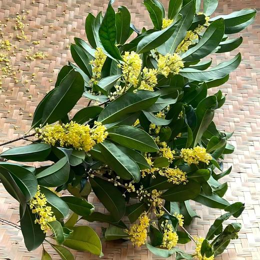 满百减十 | 建德三都高山红茶/桂花红茶 香高味浓 古法窨制 商品图2