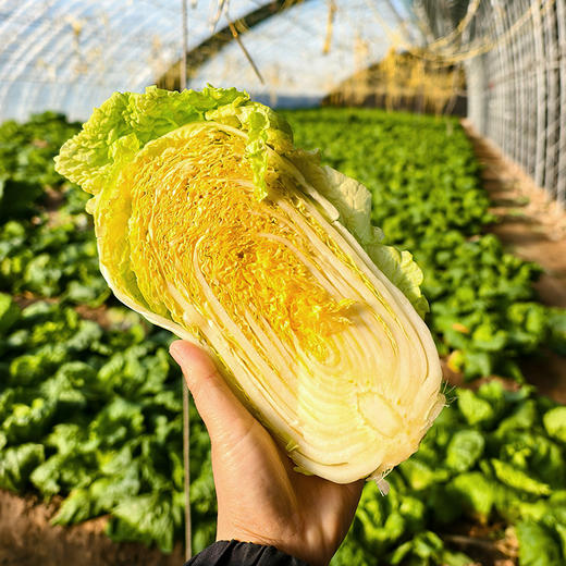 密农人家 橘黄心娃娃菜  农家青菜 新鲜蔬菜 菜心橘黄 脆嫩清甜 商品图2
