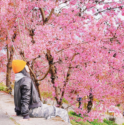 云南 |大理无量山冬樱花2天1晚，12.20-12.21/ 12.27-12.28，昆明往返/摄影小团/冬樱花海/南涧土林/弥渡野温泉/密祉古镇/深度体验民族文化，趣野星球摄影师带队小团~ 商品图7