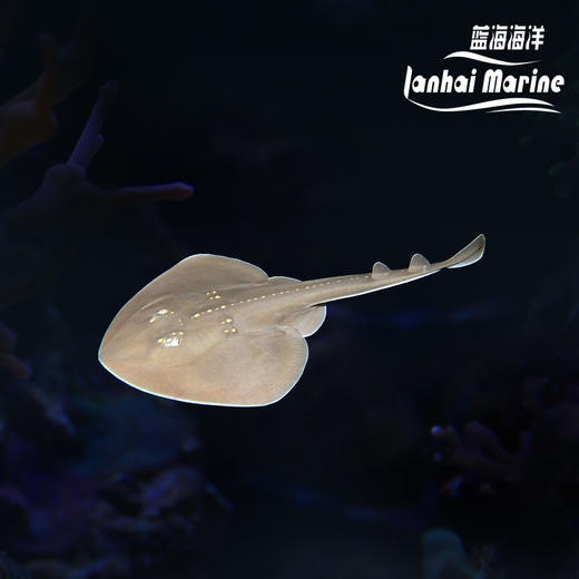 团扇鳐 商品图0