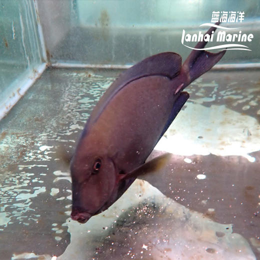 蓝波纹吊 商品图4