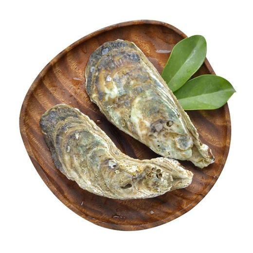 生蚝 /1只 商品图3