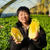 密农人家 橘黄心娃娃菜  农家青菜 新鲜蔬菜 菜心橘黄 脆嫩清甜 商品缩略图3