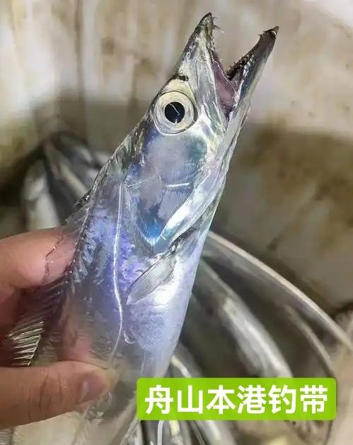 舟山本港野生小眼睛钓带21.8约1.5斤4-5条／，明天到 商品图6