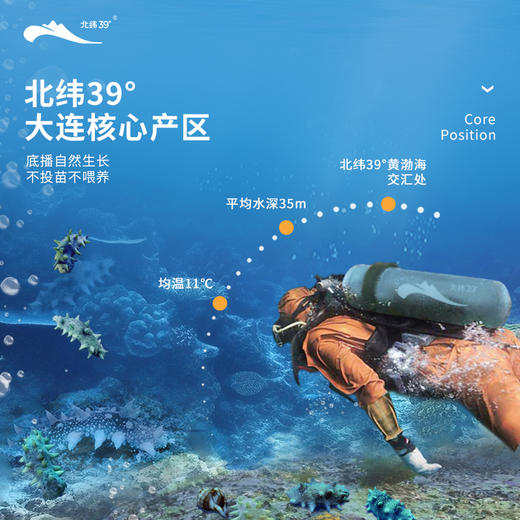 [獐子岛]北纬39°即食海参(500g/袋8-16头) 商品图4