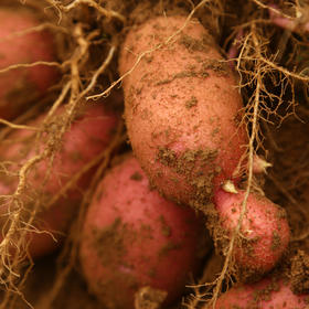 伊梦忆甜有机红皮土豆 净重5斤装