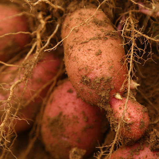 伊梦忆甜有机红皮土豆 净重5斤装 商品图0