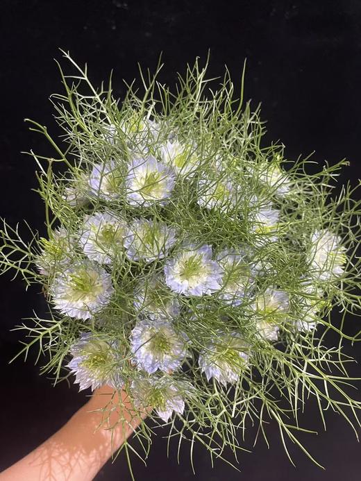 日本进口小众花材黑种草1扎 商品图3