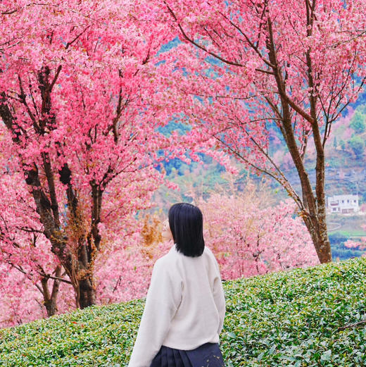 云南 |大理无量山冬樱花2天1晚，12.20-12.21/ 12.27-12.28，昆明往返/摄影小团/冬樱花海/南涧土林/弥渡野温泉/密祉古镇/深度体验民族文化，趣野星球摄影师带队小团~ 商品图5