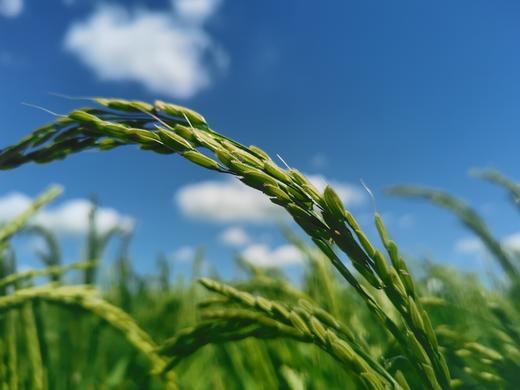 五常有机大米~鸭菌稻 商品图3