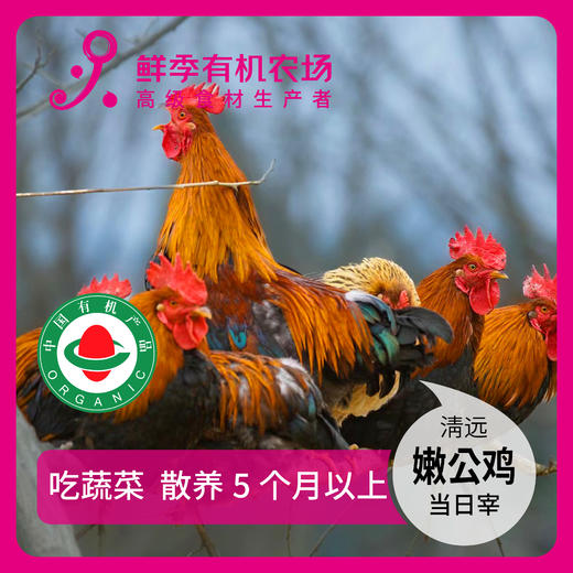 有机嫩公鸡清远  吃蔬菜/吃粮食/散养/当日屠宰/空运 商品图0