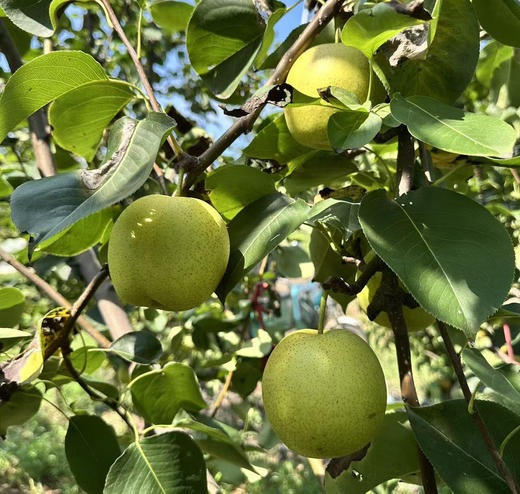 纯梨膏  鲁山铁家果缘酵素生态六不用梨 古法熬制低温压榨125g/瓶【京东快递送货上门】 商品图2