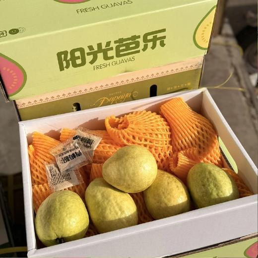 老树奶油芭乐【4斤】~皮奶白色/淡黄色，果肉软糯，清甜口，冰淇淋一样的口感，浓烈的芭乐香，减肥三高人士首选！ 商品图6