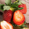 【排单发货】有机草莓丨多品种，红草莓香气浓郁，黑草莓甘甜爽口，粉草莓小清新，叶子较大，介意慎拍，⭐️京东空运 商品缩略图4