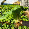 密农人家 橘黄心娃娃菜  农家青菜 新鲜蔬菜 菜心橘黄 脆嫩清甜 商品缩略图5