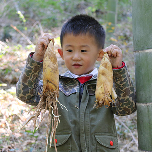 【果蔬精选】浙江•临安冬笋 鲜嫩可口 冬天的珍馐 焖饭煲汤炒菜 样样美味 山里的味道 绿色健康吃着放心 现挖现发新鲜到家 商品图2