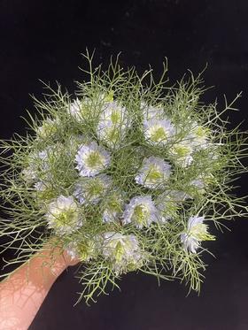 日本进口小众花材黑种草1扎