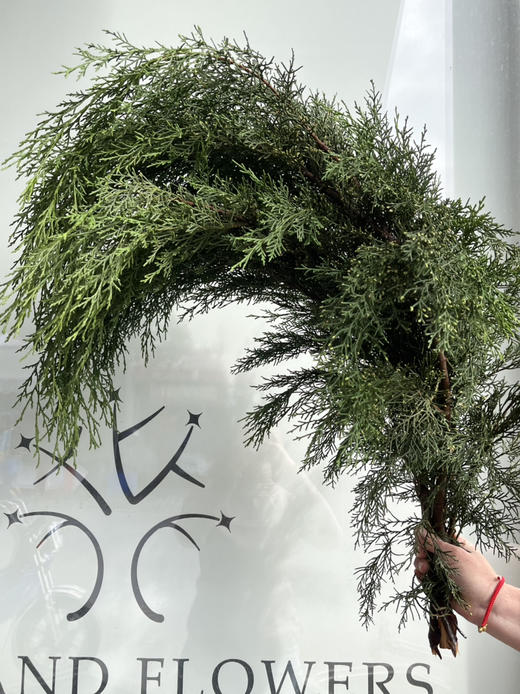 国产花材-【米松】 商品图0