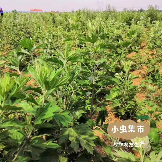 生态艾贴系列（暖艾贴/暖膝贴/腰腹贴）I合作农友生产，来自河南南阳，生产者：庄敏 *【公平贸易农人定价】 商品图8