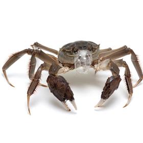 洪泽湖大闸蟹（母蟹85-100g)/只