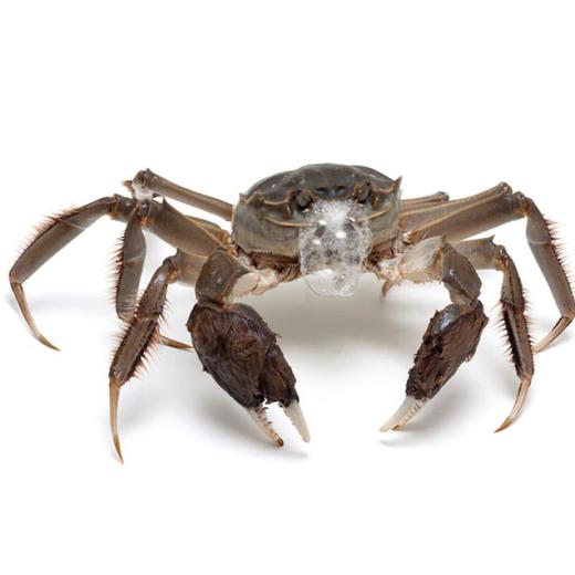 洪泽湖大闸蟹 (母蟹 约105-120g)/1只 商品图1