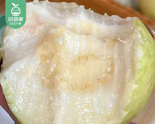 盐芭诏安盐碱地奶油芭乐/1份（1kg±50g） 商品图1