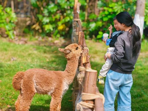 即买即用【天府新区.觅野时光】2000+亩生态农田、原生山林、百亩湖面、野趣草地，冒险营，沙滩寻宝，萌宠互动，羊驼，小浣熊，N种无动力设备畅玩 商品图6