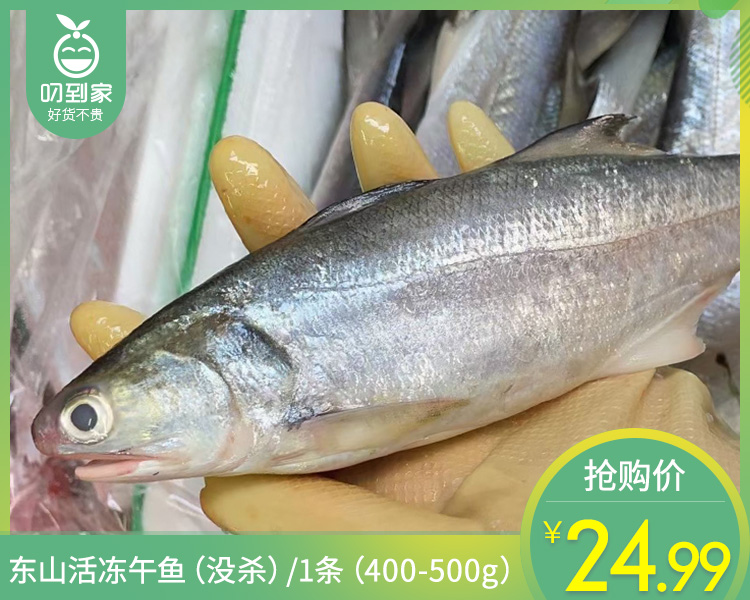 东山活冻午鱼（没杀）/1条（400-500g）