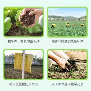 东升农场 有机蔬菜套餐 3斤装 商品图2